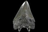 Serrated, Fossil Megalodon Tooth - Georgia #90765-2